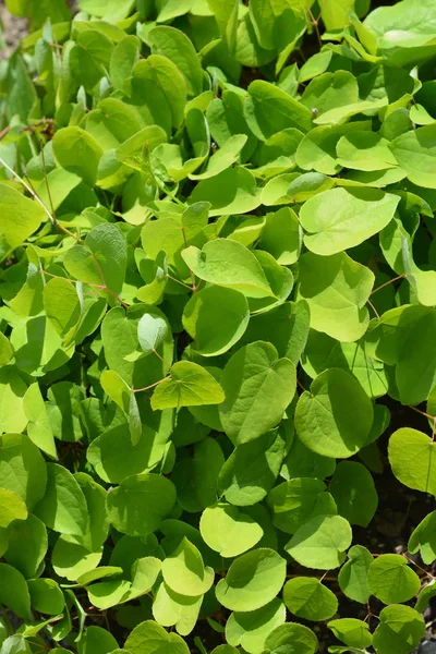 Bischofsmütze — Stockfoto