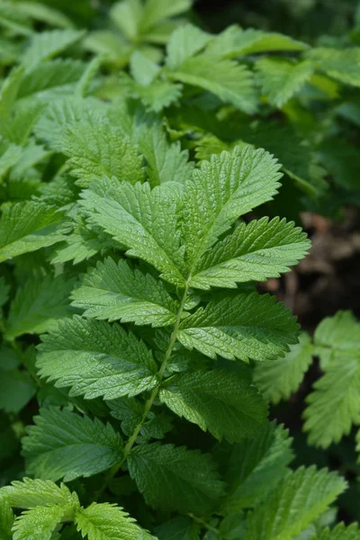 Agrimonia común — Foto de Stock