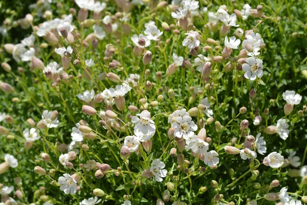 Sea campion — Stock Photo, Image