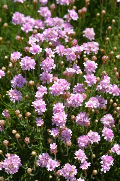 Sea Thrift Rosea Compacta — Stock Photo, Image