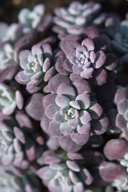 Geniş yapraklı taş kırık