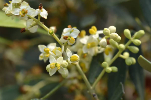 Aceituna común —  Fotos de Stock