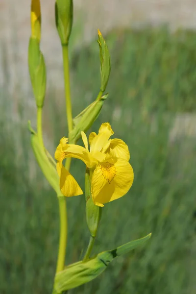 Iris amarillo — Foto de Stock