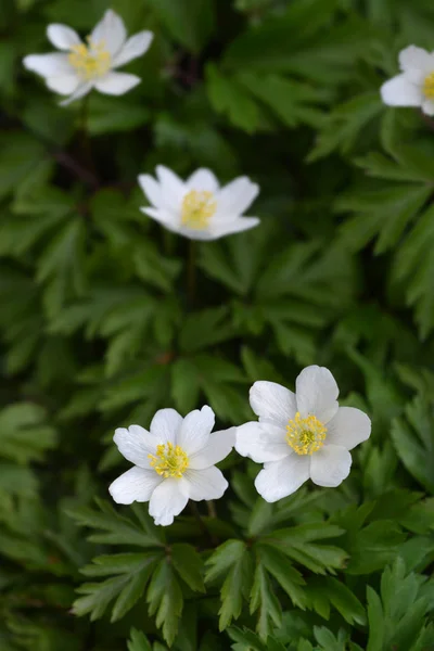 Wood anemone — Stock Photo, Image