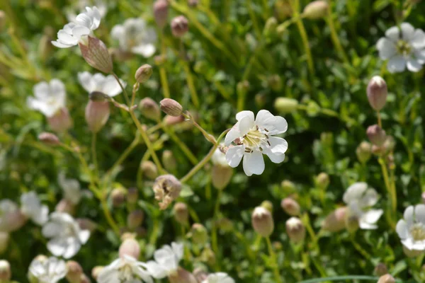 Sea campion — Stock Photo, Image