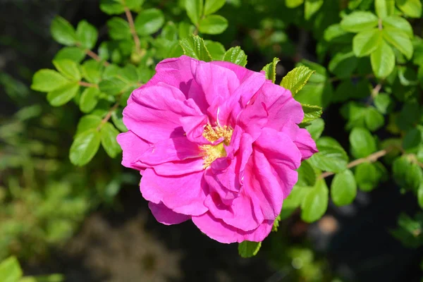 Rose rugosa — Photo