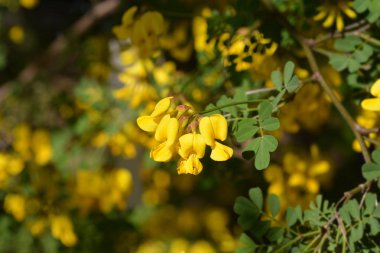 Vetch benzeri coronilla