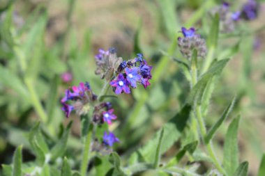 Ortak bugloss