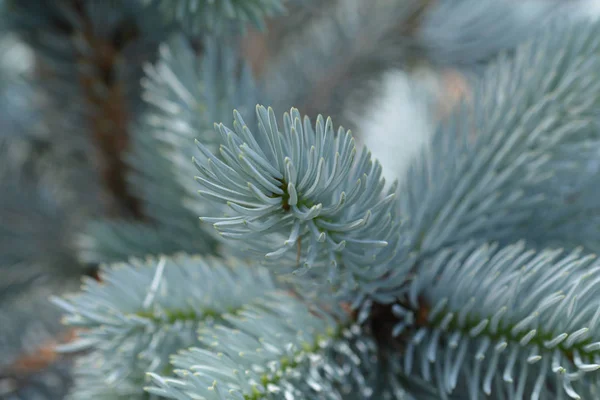 Hoops Colorado blue spruce — Stock Photo, Image