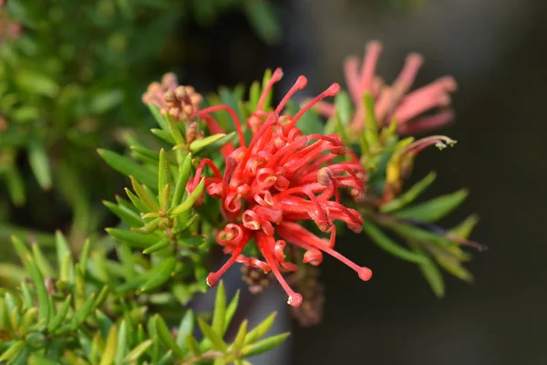 Alecrim grevillea — Fotografia de Stock