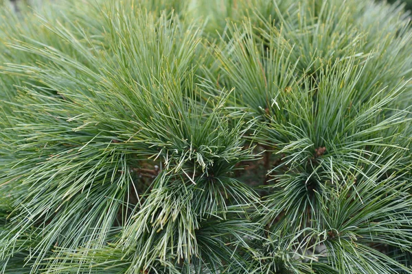 Eastern white pine Radiata — Stock Photo, Image