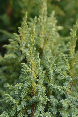 Ardıç Hulsdonk Sarı