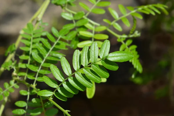 Kaka näbb — Stockfoto