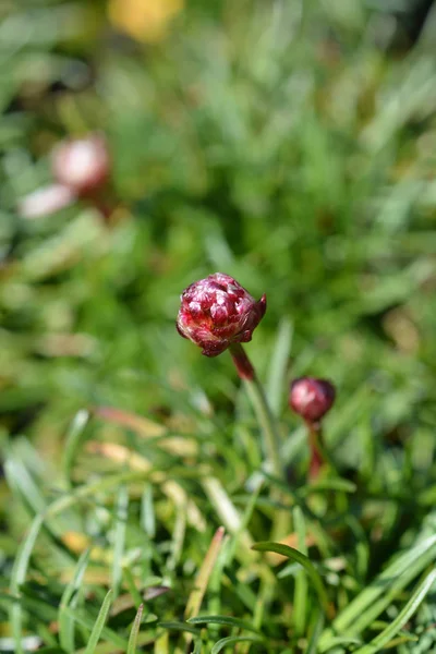 Mer thrift rosea compacta — Photo