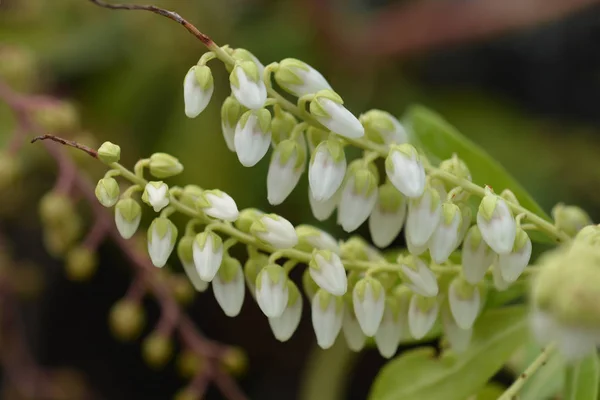 Forest Flame Lily of the Valley Shrub