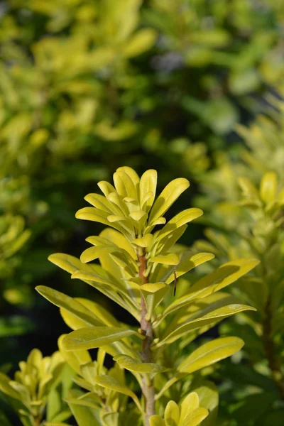 Dwarf Japanese Mock Orange