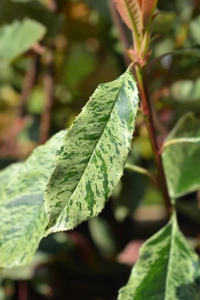 Photinia Pink Crispy — Stock Photo, Image