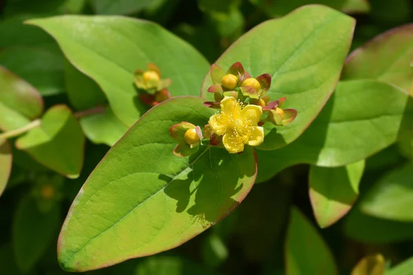 Shrubby St Johns Wort — Zdjęcie stockowe