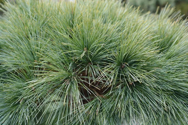 Eastern white pine Radiata — Stock Photo, Image