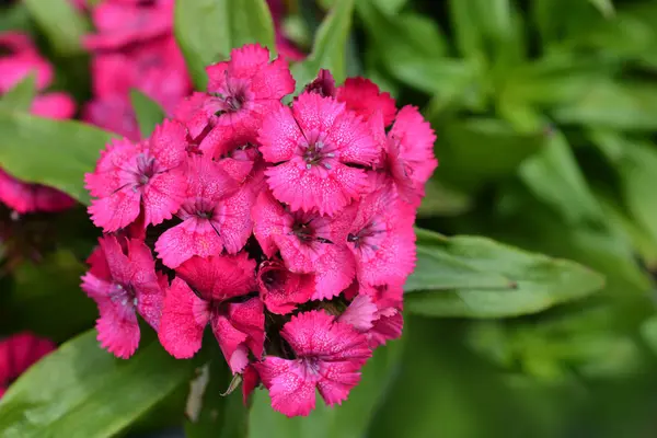 Sweet William — Stock Photo, Image