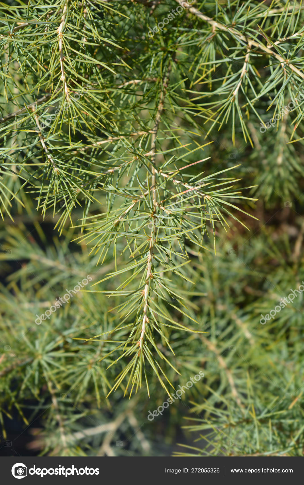 Sanders Blue Deodar Cedar