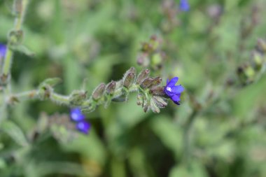 Ortak bugloss
