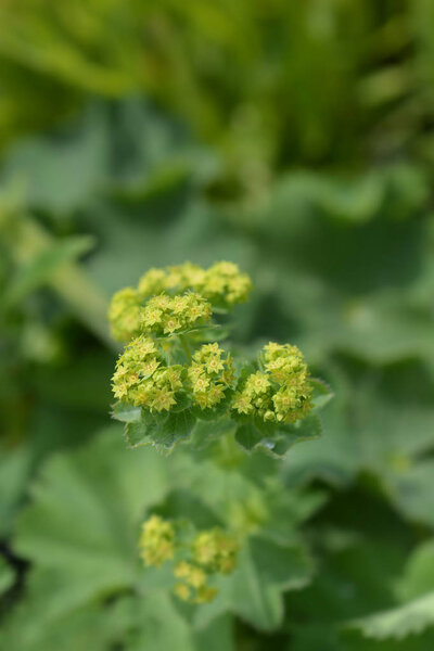 Мягкая мантия Ледис
