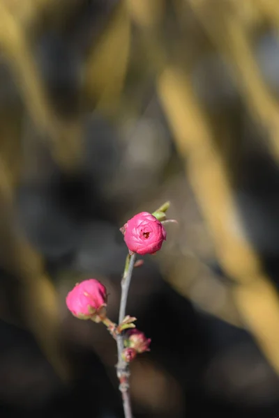 Rosa de China — Foto de Stock