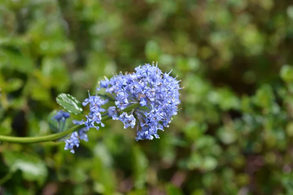 青花の匍匐性 — ストック写真