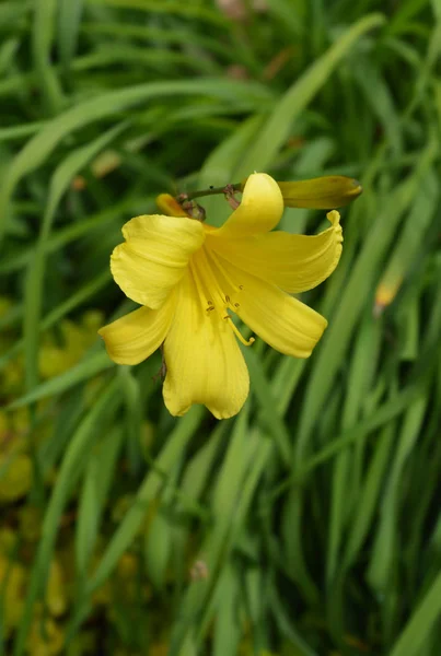 Citron daylily —  Fotos de Stock