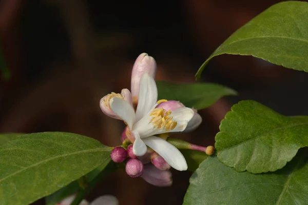 Flor de limão — Fotografia de Stock