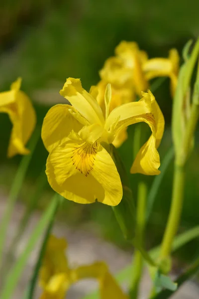 Gelbe Schwertlilie — Stockfoto