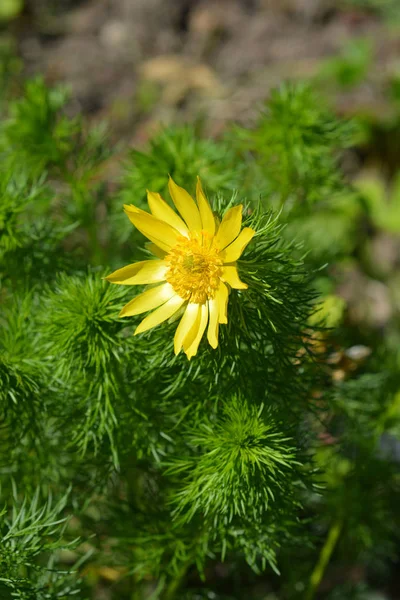 Ojo de faisán amarillo —  Fotos de Stock