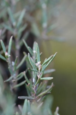 Bog biberiye mavi buz