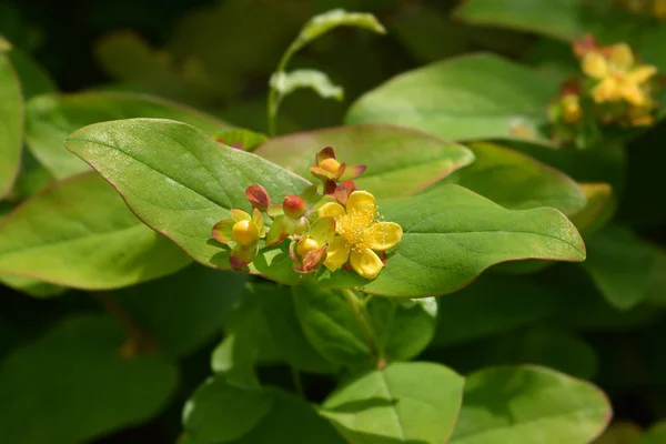 Shrubby St Johns Wort — Zdjęcie stockowe