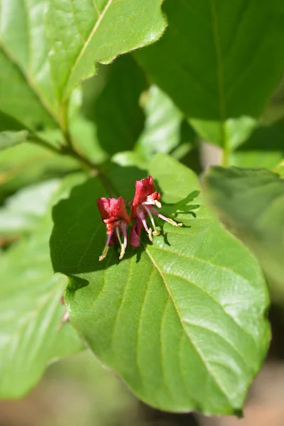 Alpejski Honeysuckle — Zdjęcie stockowe