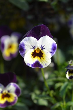 vahşi Hercai Menekşe