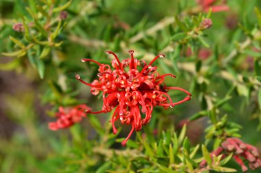 Biberiye grevillea