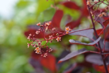 Duman ağacı Royal Purple