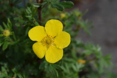 Shrubby Cinquefoil Sommerflor