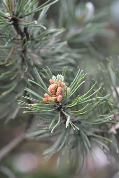 Dwarf mountain pine — Stockfoto