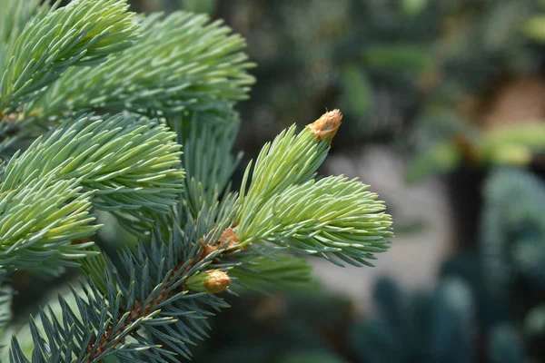 Fat Albert Colorado blue spruce — Stock Photo, Image