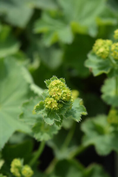 Мягкая мантия Ледис
