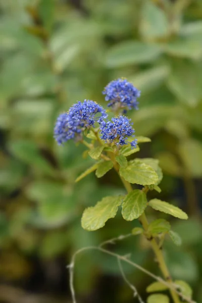 Kruipende blauwe bloesem — Stockfoto