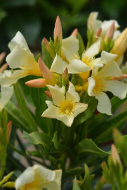 Sarı ortak Oleander