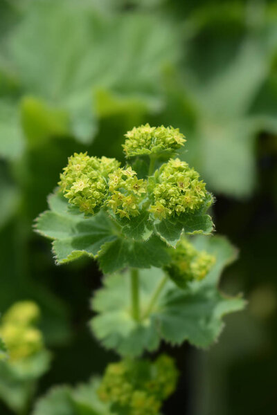 Мягкая мантия Ледис
