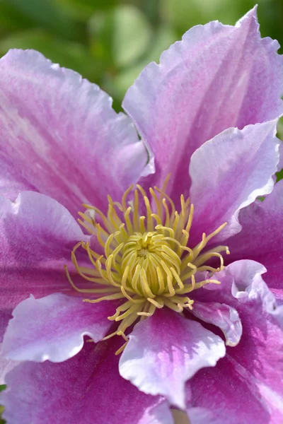 Clematis Piilu — Stock Photo, Image