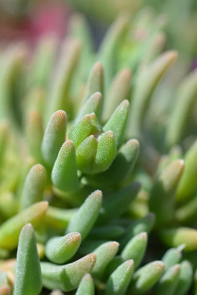 Trailing Iceplant — Stock Photo, Image