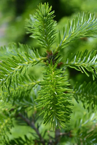 Niebieski Whistle koreański FIR — Zdjęcie stockowe