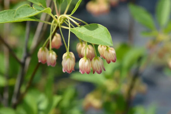 Enkianthus à nervures rouges — Photo